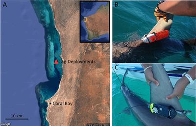 First Insights Into the Fine-Scale Movements of the Sandbar Shark, Carcharhinus plumbeus